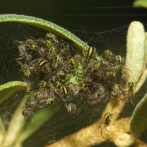 Araneidae (family) at Acton, ACT - 23 Oct 2018