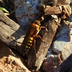 Catocheilus sp. (genus) (Smooth flower wasp) at Aranda, ACT - 11 Nov 2018 by KMcCue