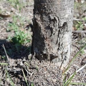 Papyrius nitidus at Jerrabomberra, ACT - 11 Nov 2018