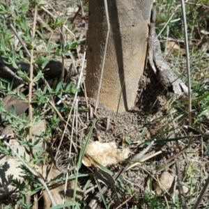 Papyrius nitidus at Jerrabomberra, ACT - 11 Nov 2018