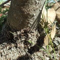 Papyrius nitidus at Jerrabomberra, ACT - 11 Nov 2018