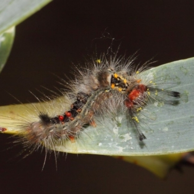 Lymantriinae (subfamily) (Unidentified tussock moths) at Acton, ACT - 23 Oct 2018 by TimL