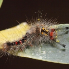 Lymantriinae (subfamily) at Acton, ACT - 23 Oct 2018