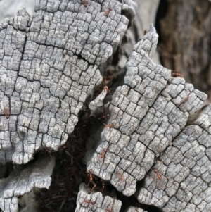 Papyrius nitidus at Hackett, ACT - suppressed