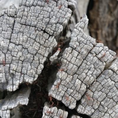 Papyrius nitidus (Shining Coconut Ant) at Mount Majura - 10 Nov 2018 by liambanyer