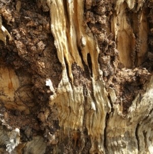 Papyrius nitidus at Hackett, ACT - suppressed