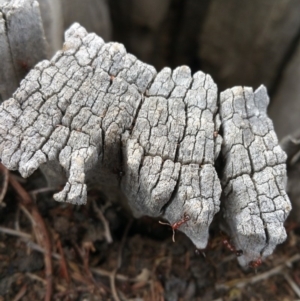 Papyrius nitidus at Hackett, ACT - suppressed