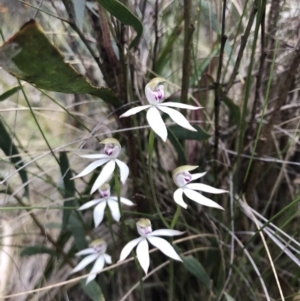 Caladenia moschata at Paddys River, ACT - 10 Nov 2018