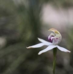 Caladenia moschata at Paddys River, ACT - 10 Nov 2018