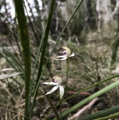 Caladenia moschata at Paddys River, ACT - 10 Nov 2018