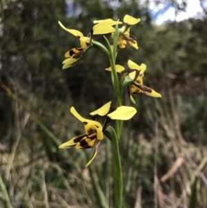 Diuris sulphurea at Paddys River, ACT - 10 Nov 2018