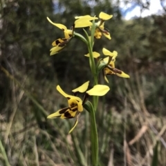Diuris sulphurea (Tiger Orchid) at Paddys River, ACT - 9 Nov 2018 by JasonC