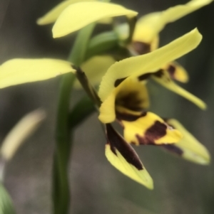 Diuris sulphurea at Paddys River, ACT - 10 Nov 2018