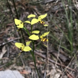 Diuris sulphurea at Paddys River, ACT - 10 Nov 2018