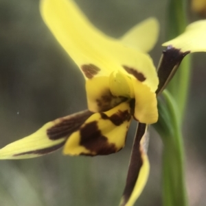 Diuris sulphurea at Paddys River, ACT - 10 Nov 2018