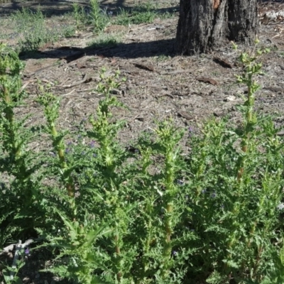 Sonchus asper (Prickly Sowthistle) at Mount Mugga Mugga - 11 Nov 2018 by Mike