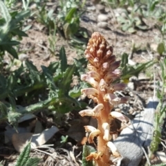 Orobanche minor (Broomrape) at Symonston, ACT - 11 Nov 2018 by Mike