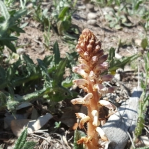 Orobanche minor at Symonston, ACT - 11 Nov 2018 03:47 PM