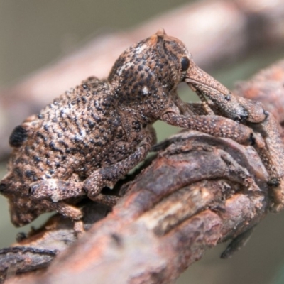 Orthorhinus cylindrirostris (Elephant Weevil) at Namadgi National Park - 11 Nov 2018 by SWishart