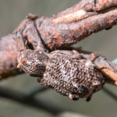 Orthorhinus cylindrirostris at Tharwa, ACT - 11 Nov 2018