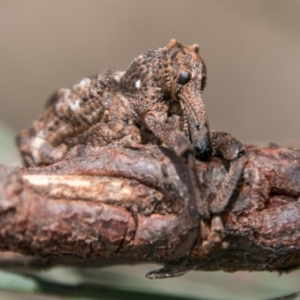 Orthorhinus cylindrirostris at Tharwa, ACT - 11 Nov 2018