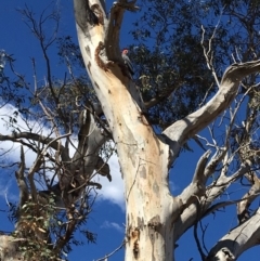 Callocephalon fimbriatum (Gang-gang Cockatoo) at Red Hill to Yarralumla Creek - 11 Nov 2018 by KL
