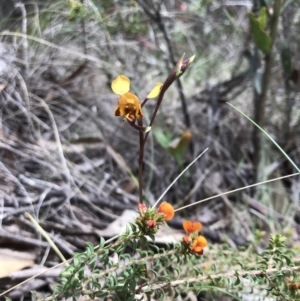 Diuris semilunulata at Paddys River, ACT - 10 Nov 2018