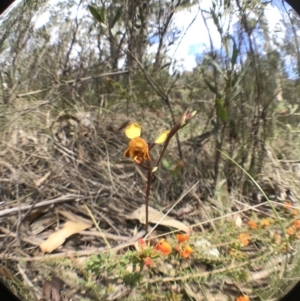 Diuris semilunulata at Paddys River, ACT - 10 Nov 2018