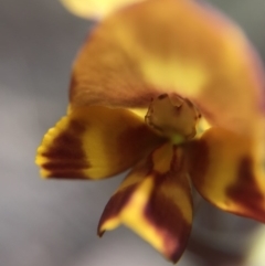 Diuris semilunulata at Paddys River, ACT - 10 Nov 2018