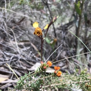 Diuris semilunulata at Paddys River, ACT - 10 Nov 2018