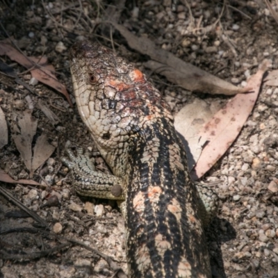 Tiliqua nigrolutea (Blotched Blue-tongue) at Tharwa, ACT - 11 Nov 2018 by SWishart