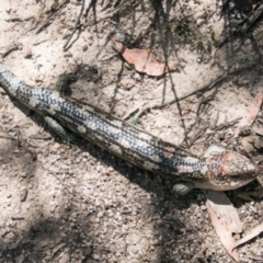 Tiliqua nigrolutea at Tharwa, ACT - 11 Nov 2018 10:58 AM