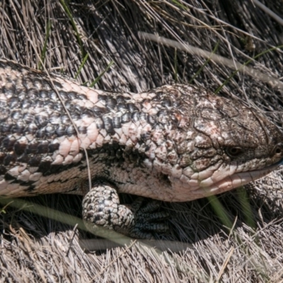 Tiliqua nigrolutea (Blotched Blue-tongue) at Namadgi National Park - 11 Nov 2018 by SWishart