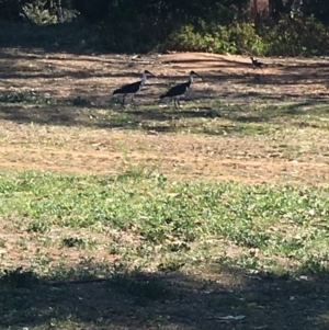 Threskiornis spinicollis at Hughes, ACT - 11 Nov 2018 03:52 PM