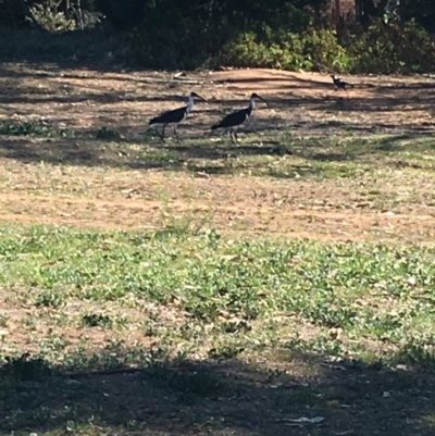 Threskiornis spinicollis (Straw-necked Ibis) at Red Hill to Yarralumla Creek - 11 Nov 2018 by KL