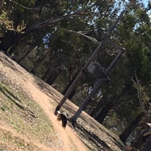 Threskiornis spinicollis at Hughes, ACT - 11 Nov 2018 03:52 PM