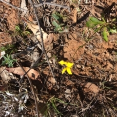 Goodenia pinnatifida (Scrambled Eggs) at Red Hill, ACT - 11 Nov 2018 by KL