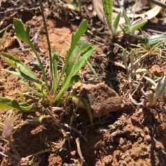 Goodenia pinnatifida at Red Hill, ACT - 11 Nov 2018