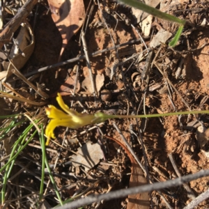 Goodenia pinnatifida at Red Hill, ACT - 11 Nov 2018