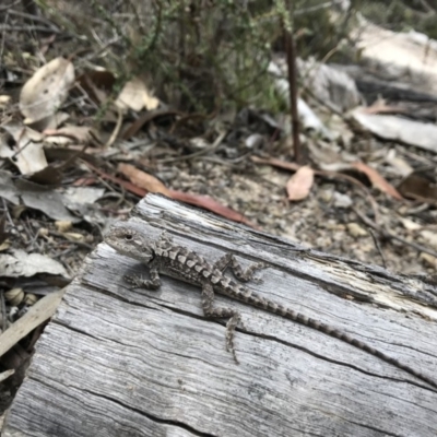 Amphibolurus muricatus (Jacky Lizard) at Paddys River, ACT - 10 Nov 2018 by JasonC
