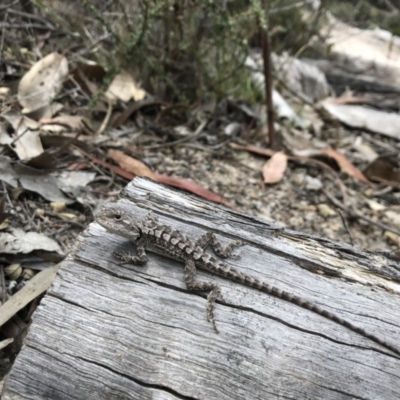 Amphibolurus muricatus (Jacky Lizard) at Namadgi National Park - 10 Nov 2018 by JasonC