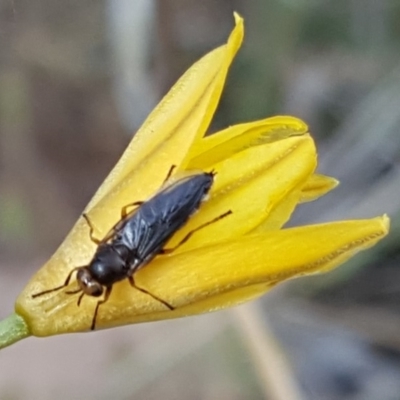 Inopus rubriceps (Sugarcane Soldier Fly) at Isaacs Ridge Offset Area - 10 Nov 2018 by Mike