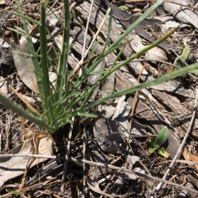 Eryngium ovinum (Blue Devil) at Red Hill to Yarralumla Creek - 11 Nov 2018 by KL