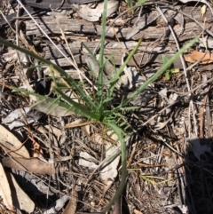 Eryngium ovinum at Hughes, ACT - 11 Nov 2018