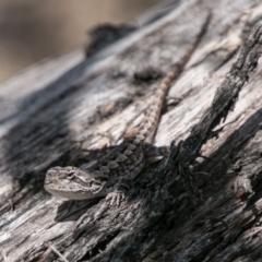 Amphibolurus muricatus (Jacky Lizard) at Namadgi National Park - 11 Nov 2018 by SWishart