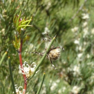 Backobourkia sp. (genus) at Molonglo Valley, ACT - 11 Nov 2018