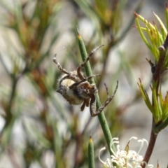 Backobourkia sp. (genus) at Molonglo Valley, ACT - 11 Nov 2018