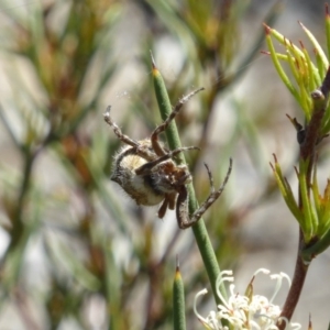 Backobourkia sp. (genus) at Molonglo Valley, ACT - 11 Nov 2018