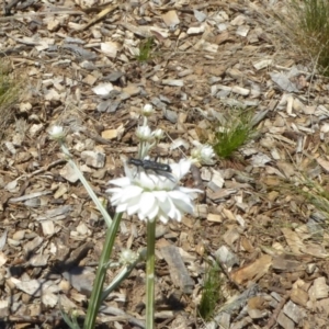 Eleale sp. (genus) at Molonglo Valley, ACT - 11 Nov 2018