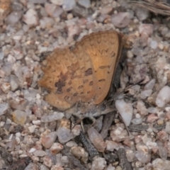 Paralucia aurifera (Bright Copper) at Rendezvous Creek, ACT - 11 Nov 2018 by SWishart